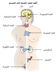 غدة صماء ويكيبيديا