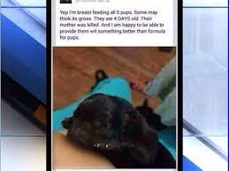 K j c tv dramas. Woman Criticized For Facebook Post Showing Her Breastfeeding Puppy Breaking911