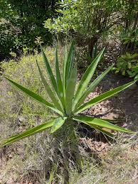 Image result for Agave sisalana