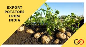 We have been able to build a strong network of data partners across regions such as usa, uk, north america. Trade For Indian Potatoes Export Entreprenuership Marketing Data