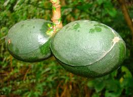 Image result for Tabernaemontana ventricosa