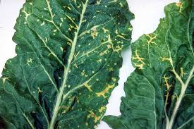 Purple spots on beet leaves. Identify Prevent And Treat Common Beet Diseases Gardener S Path
