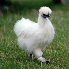 Check spelling or type a new query. The Top 11 Friendliest Chicken Breeds Backyard Chickens Learn How To Raise Chickens