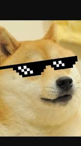 Pin By Chase Thompson On Animals Doge Meme Doge Memes