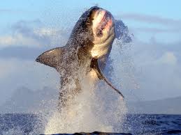 A 17ft long great white shark has crossed the atlantic, becoming only the second in known history to do so. Great White Sharks Among Marine Megafauna That Could Go Extinct In Next 100 Years Study Warns