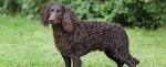American Water Spaniel Dog Breed Profile | Petfinder