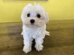 Stunning white fluffy coats with short baby doll if you are wanting a puppy with breeding rights they will come at an additional price for pedigree and. Westchester Puppies Maltese Puppies