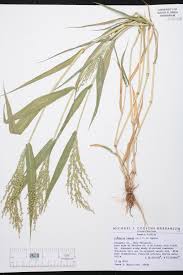 Image result for Urochloa ramosa
