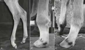 • satisfactory function difficult • treatment of choice in the past. Lameness In Foals Veterian Key