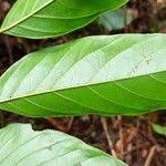 Image result for Pseudospondias