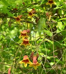 Image result for Bignonia capreolata