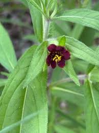 Image result for Aspilia kotschyi