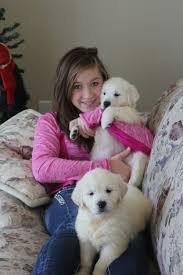 They are good with strangers, tolerant with young kids, and good with other family. Akc White English Creme Golden Retriever Puppies Minnesota Mn English Golden
