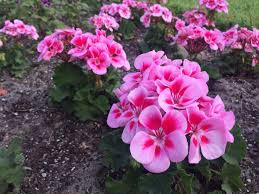Best Winter Flowers For Florida Gardens Winter Garden Florida Winter Flowers Planting Flowers
