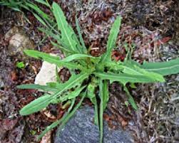 Wild Lettuce Woodland Lettuce Eat The Weeds And Other Things Too