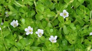 Bacopa cơ chế tác dụng và bằng chứng lâm sàng -