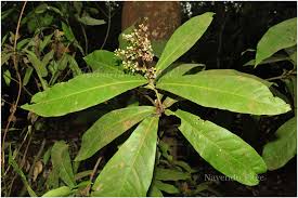 Image result for Lepisanthes senegalensis