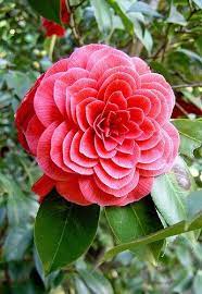 Pin On Beautiful Flowers