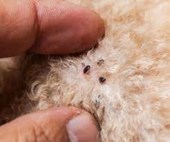 Fleas are unpleasant and very active insects which can cause your dog extreme discomfort. How Do Flea Tick Treatments Work On Cats And Dogs Hartz