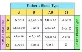 If My Father Has A Blood Group Of O Ve And My Mother Has A