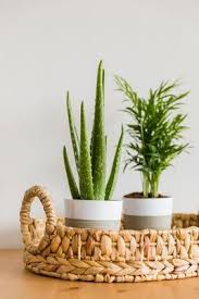 50% off memorial day sale. 1 800 Flowers Com Adds More Plants Longisland Com