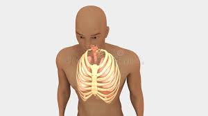 Intestine, rib cage, human anatomy, digestive system, diaphragm, falciform ligament, connection, gut, torso, thorax, stomach, respiratory system, lung, liver, bone, intricacy. Lungs And Rib Cage Stock Illustration Illustration Of Falseribs 101914114