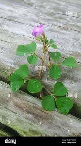 Image result for Grona triflora