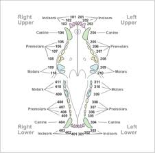 Increasing Clients And Your Own Dental Awareness From The