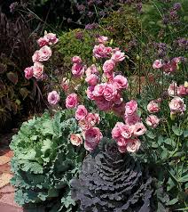 Deer resistant perennials sun perennials cut flowers beautiful flowers dianthus flowers dianthus caryophyllus cactus border plants floating flowers. How To Grow Lisianthus Garden Gate