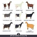 Comparing Milk from Different Dairy Goat Breeds - Backyard Goats
