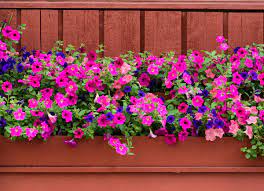 Choosing the best flower window boxes and planters. 12 Plants That Are Perfect For Window Boxes Bob Vila