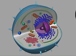 Maybe you would like to learn more about one of these? Animal Cell 3d Model 3d Models World