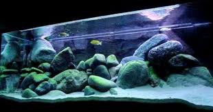 This Is Impressive I Love The 3 Rocks On The Right That Have Been Used To Create A Cave The Mound On Cichlid Aquarium African Cichlid Aquarium Aquarium Sand