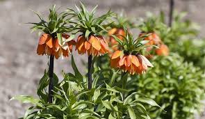 There are other plants that, if you put your nose close to them, smell worse, he says. These 6 Stinky Plants Really Smell Gardening Channel