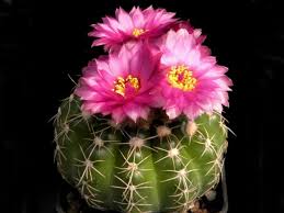 Pin On Cactus