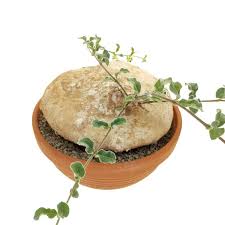 Image result for Raphionacme hirsuta