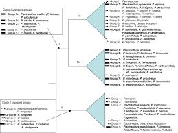Image result for Plectranthus mandalensis