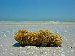 Horse Conch Egg Case I Love Shelling