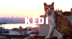 Celluloid Diaries Caturday Movies Interview With Kedi Director Ceyda Torun