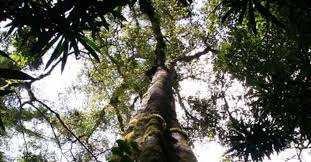 Image result for Pouteria adolfi-friederici