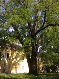 Identifying these trees for those unfamiliar with. A Review Of Black Walnut Juglans Nigra L Ecology And Management In Europe Springerlink