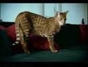 Ashera kitten For Sale Online | Buy Ashera kitten Online