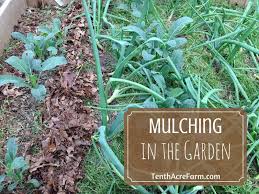 mulching in the permaculture garden tenth acre farm