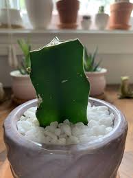 Some of the common signs of underwatered cactus include Why Is Your Moon Cactus Dying And Can It Be Saved A Natural Curiosity