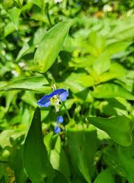 Image result for Commelina