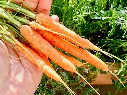 ニンジン 人参 の花言葉 花の特徴や種類 栄養は Greensnap グリーンスナップ