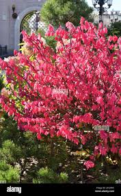 Image result for Celastraceae