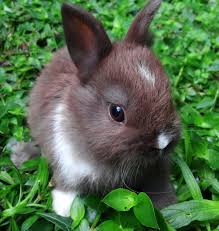 However, this does not imply that you should feed it to your pet all day long. Can Rabbits Eat Courgette