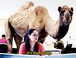 Huge collection, amazing choice, 100+ million high quality, affordable rf and rm images. Hump Day Camel Meme Gif