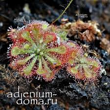 Image result for Drosera burkeana